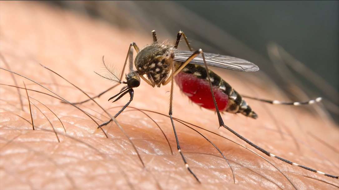 Demam Berdarah  Dengue (DBD)