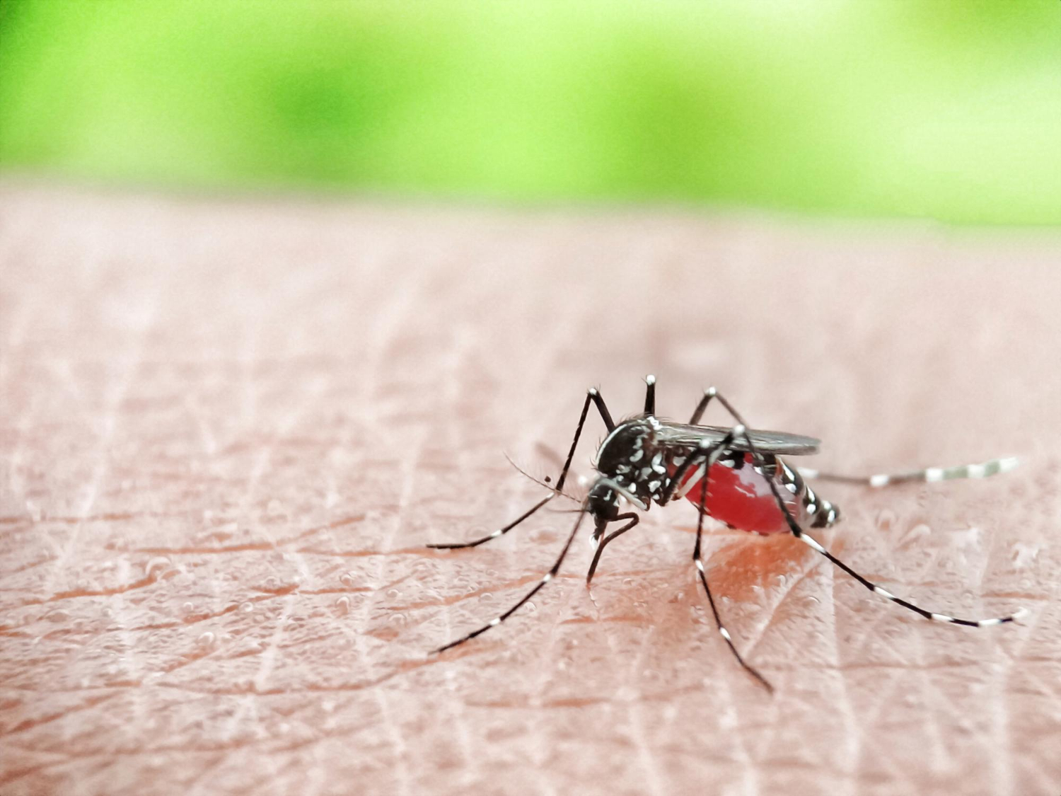 Malaria