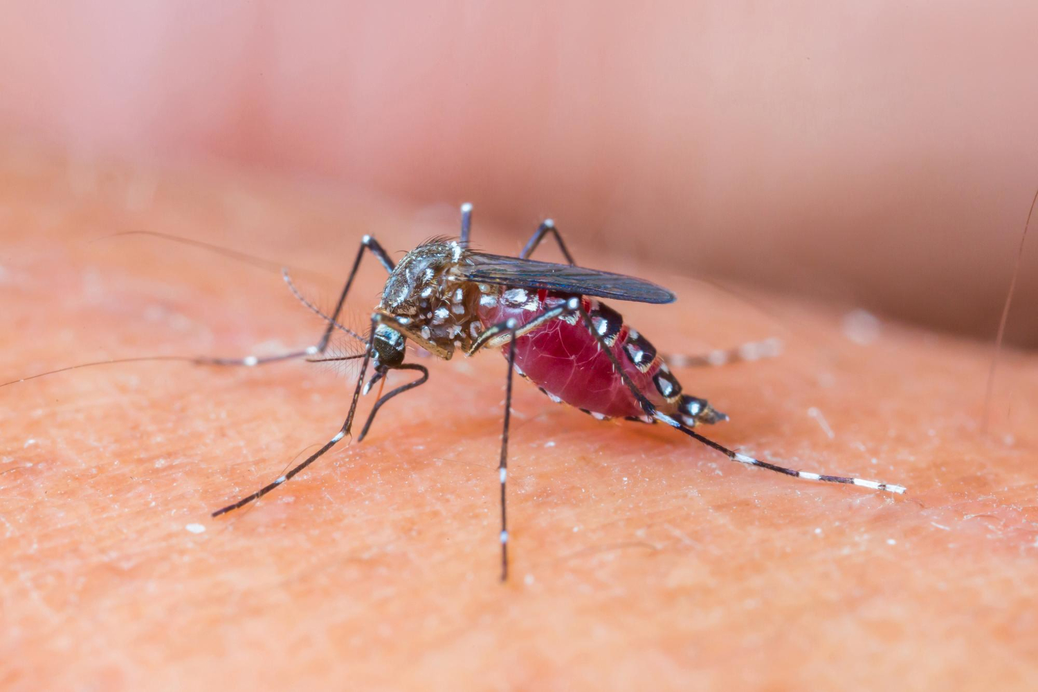 Zika Virus