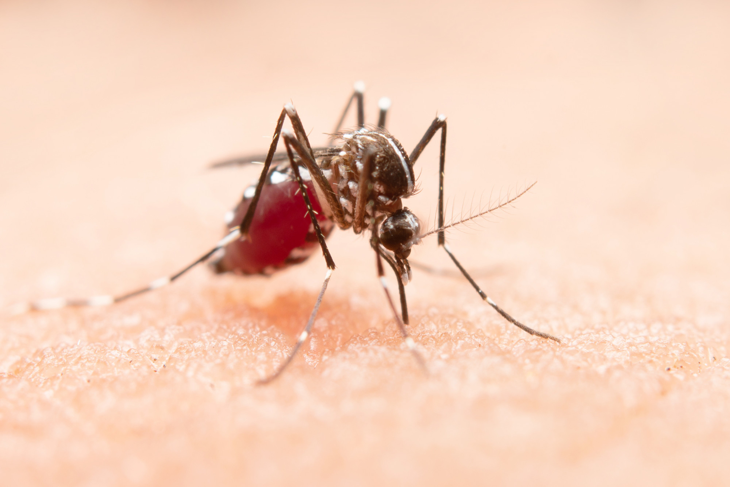 Chikungunya